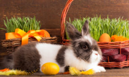 The Story of Easter | English Teacher Melanie