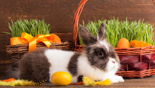 The Story of Easter | English Teacher Melanie