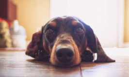 English Vocabulary: Idioms with "Dog" | English Teacher Melanie