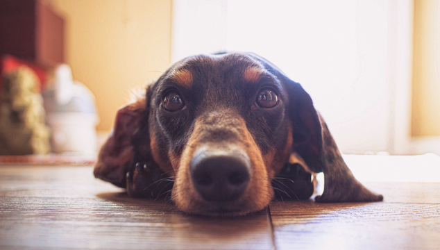 English Vocabulary: Idioms with "Dog" | English Teacher Melanie
