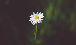English Grammar: Articles for One of Something | English Teacher Melanie