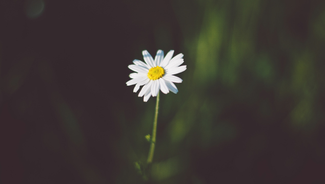 English Grammar: Articles for One of Something | English Teacher Melanie