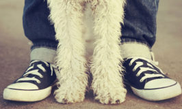 English Listening: The Heroic Dog | Episode 03 | English Teacher Melanie