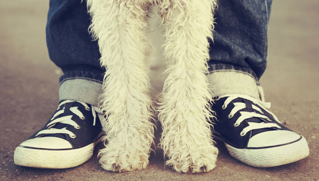 English Listening: The Heroic Dog | Episode 03 | English Teacher Melanie